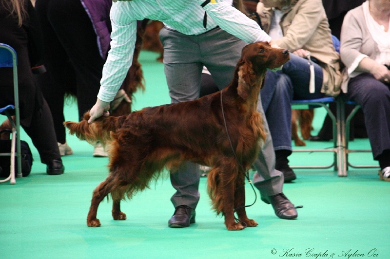 Crufts2011 304.jpg